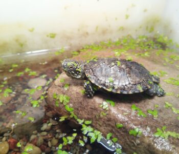 Dokąd zmierzasz gadzie – warsztaty o żółwiu błotnym