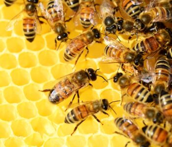 Warsztaty pszczelarskie – robienie mydełek z wosku