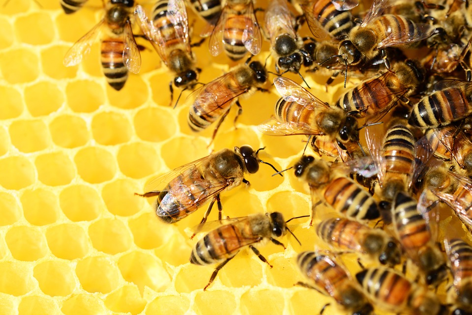Warsztaty pszczelarskie – robienie mydełek z wosku