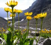 Arnica montana Boiron na siniaki i stłuczenia i ból mięśni