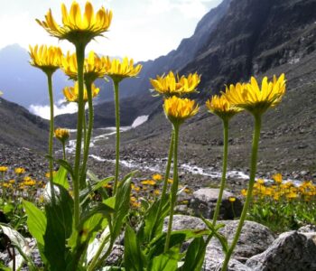 Arnica montana Boiron na siniaki i stłuczenia i ból mięśni