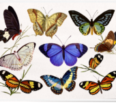 Barwne motyle zajęcia dla dzieci we Wrocławiu