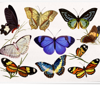 Barwne motyle zajęcia dla dzieci we Wrocławiu