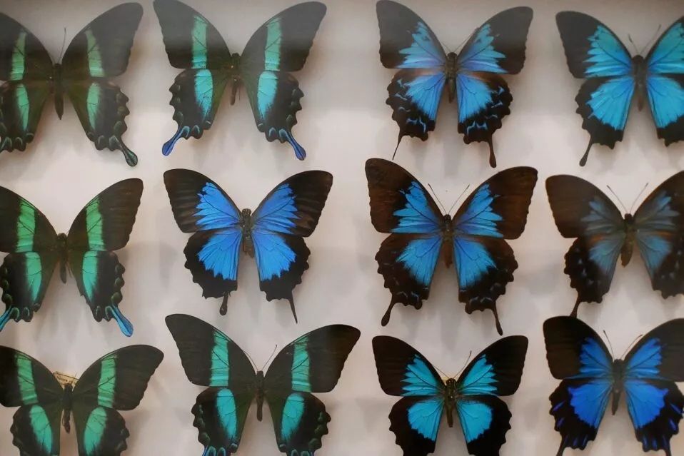 Witraże z motylich skrzydeł – warsztaty dla dzieci. Bytom