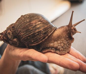 Warsztaty weterynaryjne dla dzieci: Odwiedziny gigantycznych ślimaków