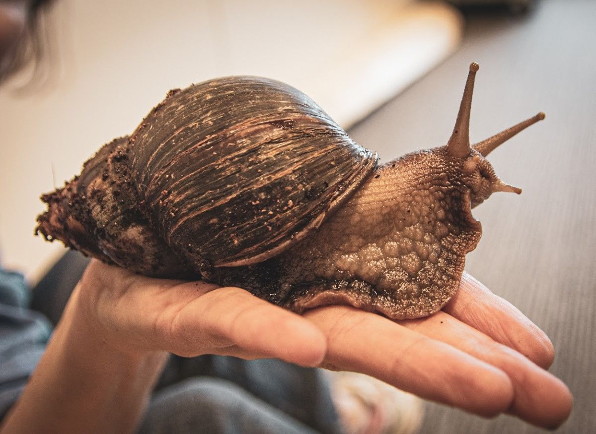 Warsztaty weterynaryjne dla dzieci: Odwiedziny gigantycznych ślimaków