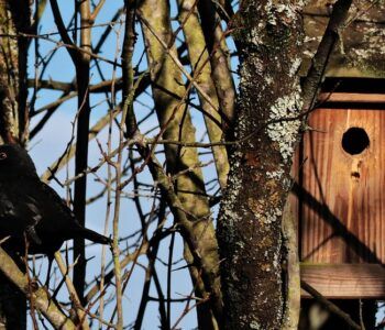 Wiosenna PoBUDKA – rodzinne warsztaty – budki lęgowe dla ptaków