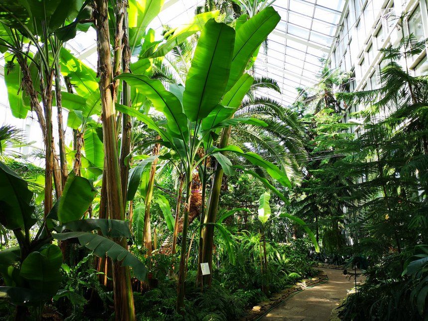 Weekendowe zwiedzanie Palmiarni z przewodnikiem