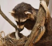 Chciałbym takie zwierzątko! – oprowadzanie w przestrzeni wystawy Przyroda Górnego Śląska. Bytom