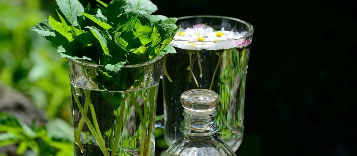 Dzika majówka. Spacer botaniczny nad Wisłą