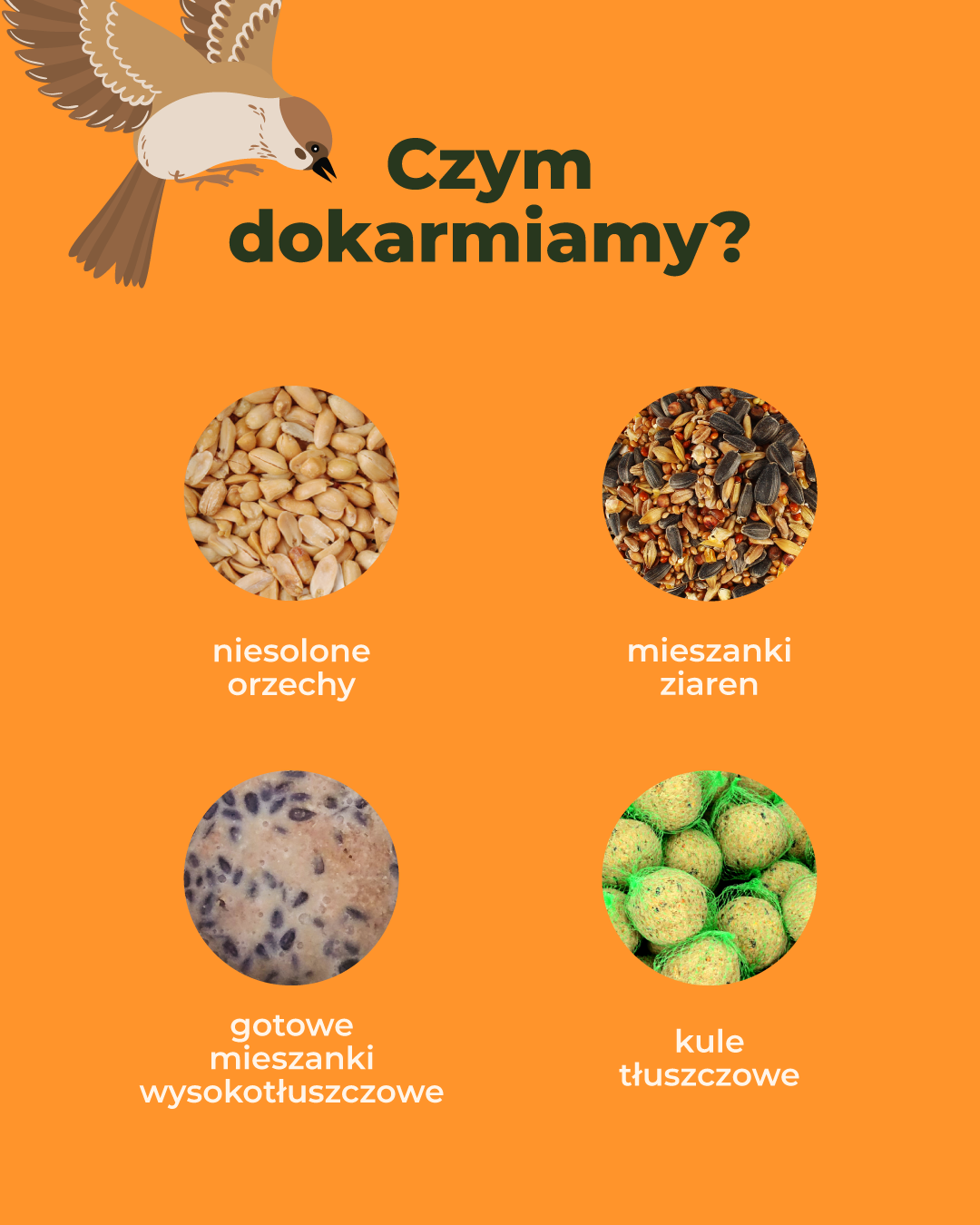 Ponad połowa Polaków dokarmia ptaki. Kampania Dokarmiamy. Na zdrowie! edukuje, jak robić to właściwie 