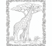 Żyrafa jedząca liście z wysokiego drzewa do kolorowania