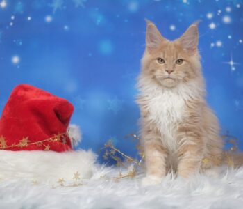 Mikołajki w Galerii Pomorskiej