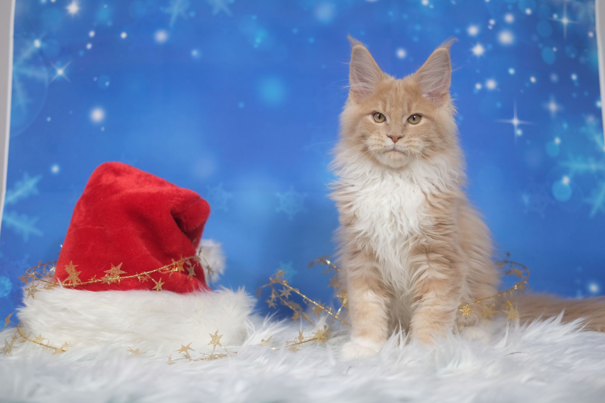 Mikołajki w Galerii Pomorskiej