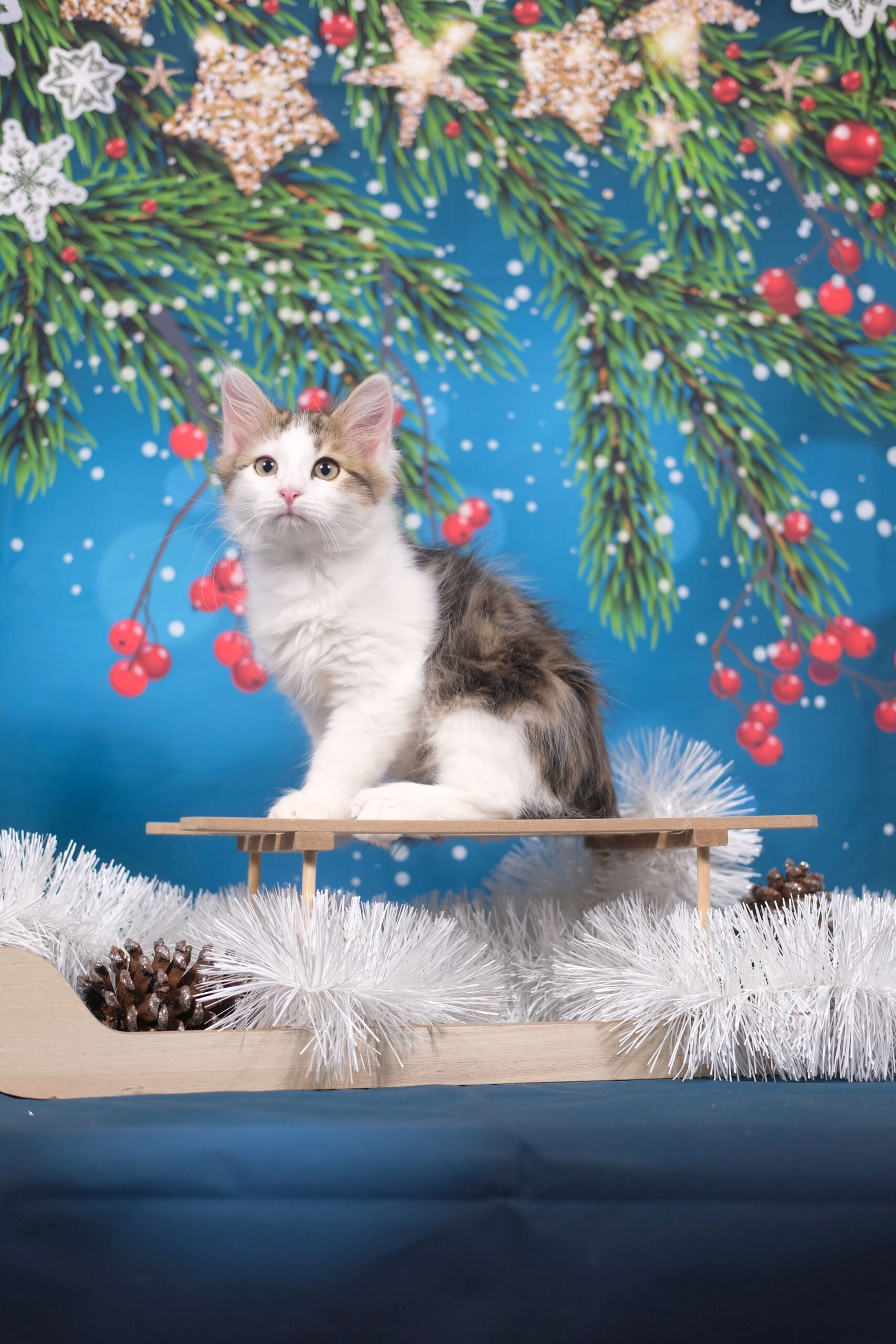 Mikołajki w Galerii Pomorskiej