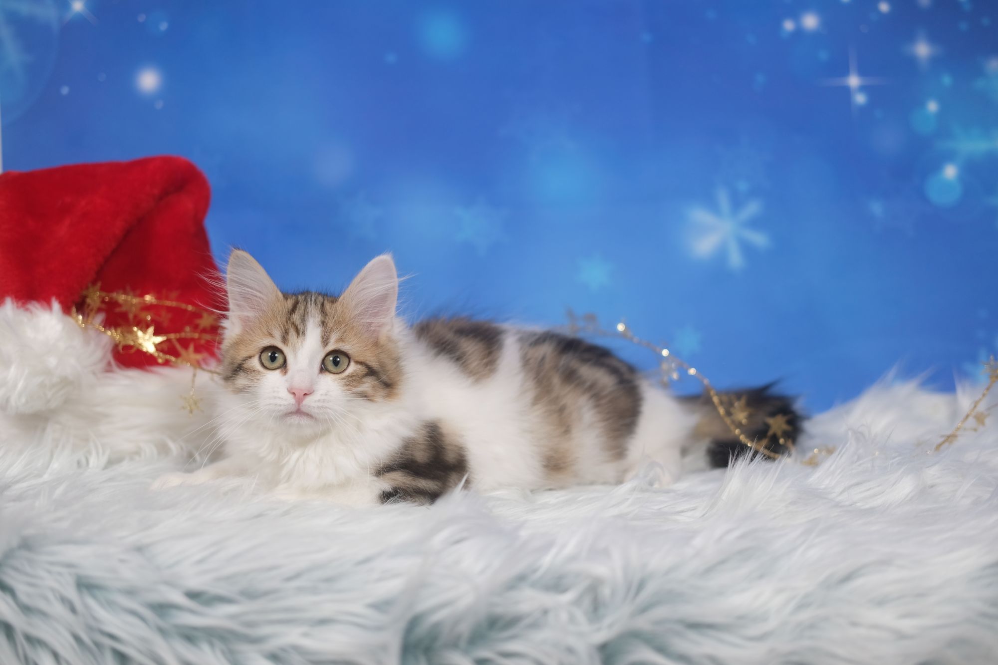 Mikołajki w Galerii Pomorskiej