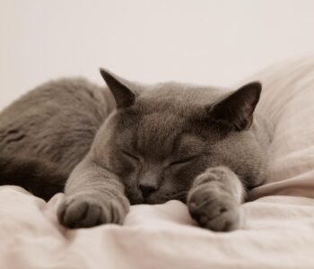 Interaktywne zabawki dla kotów – sposób na aktywność, rozwój i codzienną porcję kociej radości