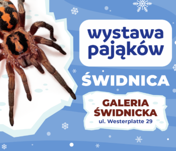 Grafika na Landing Page