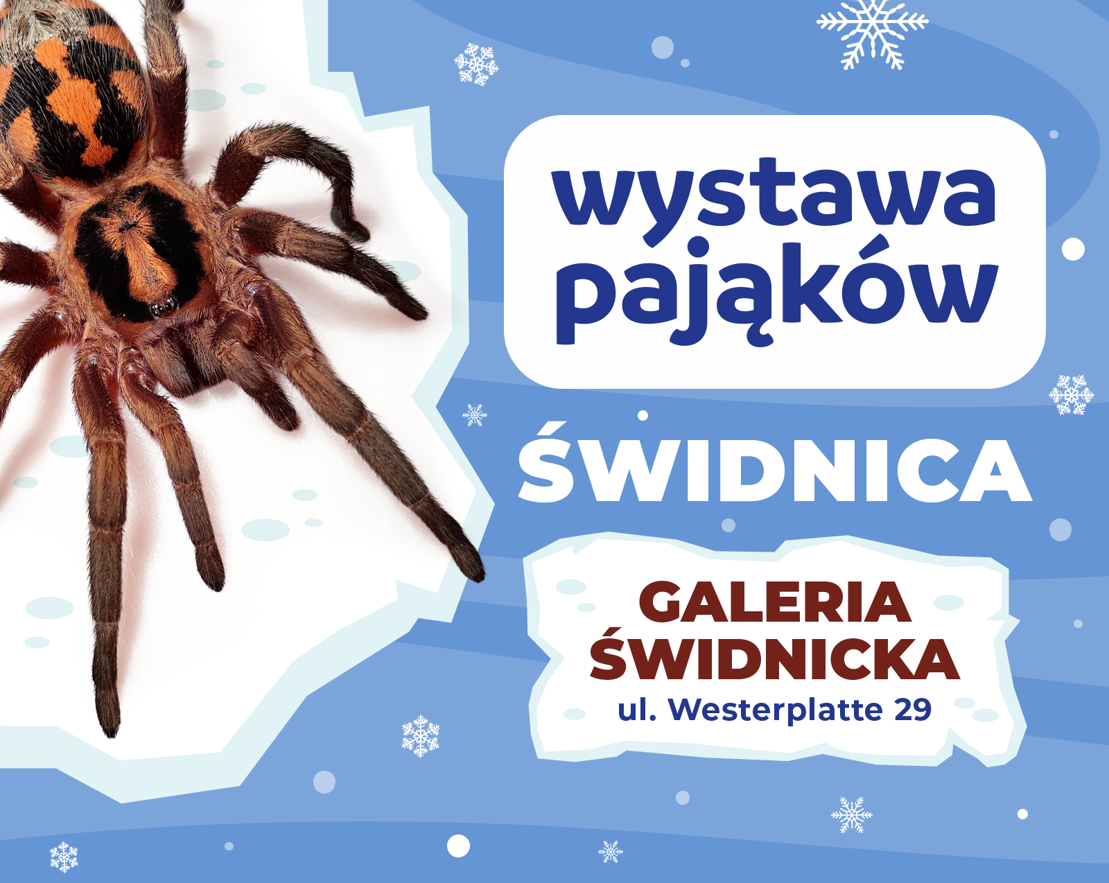 Wystawa Pająków w Galerii Świdnickiej