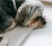 Gdy rodzinny pies nie nadąża za dziećmi. Jak rozpoznać problemy ze stawami i pomóc mu wrócić do zabawy