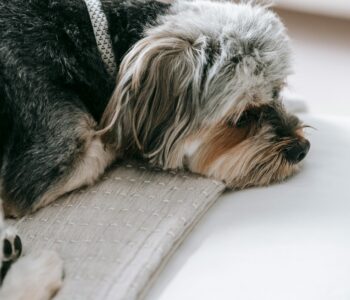 Gdy rodzinny pies nie nadąża za dziećmi. Jak rozpoznać problemy ze stawami i pomóc mu wrócić do zabawy