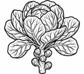 Kolorowanka Brukselka do druku: czarno-biały rysunek, kontury warzywa, bez tła i tekstu, idealna dla dzieci.