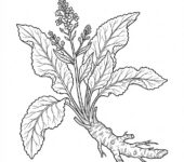 Czarno-biała kolorowanka do druku: świeży chrzan w konturach, bez tła i tekstu. Idealna dla dzieci i dorosłych.