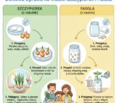Infografika dla dzieci i rodziców przedstawiająca krok po kroku instrukcję, jak wyhodować szczypiorek lub fasolę na w...