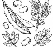 Czarno-biała kolorowanka do druku: bób, tylko czarne kontury na białym tle, bez tekstu.