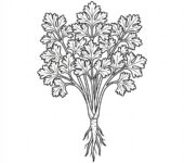 Kolorowanka Pietruszka: gotowa do druku, czarno-biała, z wyraźnymi konturami na białym tle, bez tekstu.