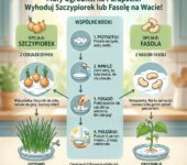 Infografika dla rodziców przedstawiająca instrukcję krok po kroku, jak wyhodować szczypiorek lub fasolę na wacie z dz...