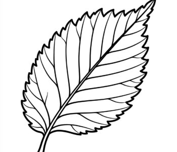 liść wiązu