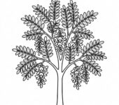 Kolorowanka drzewo robinia, czarno-białe kontury do druku, bez tła.